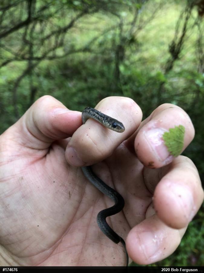 Eastern Gartersnake