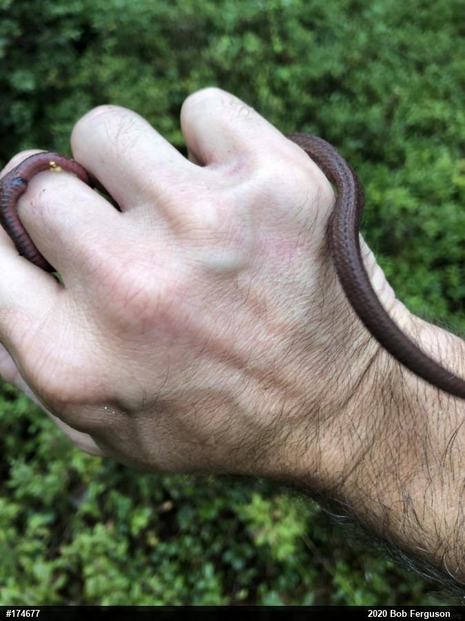 Red-bellied Snake