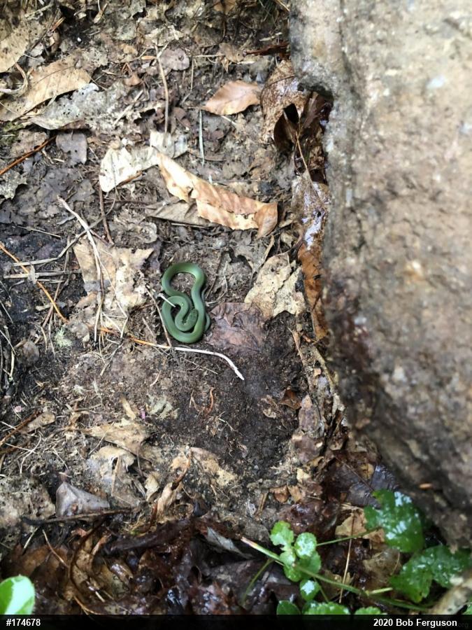 Smooth Greensnake