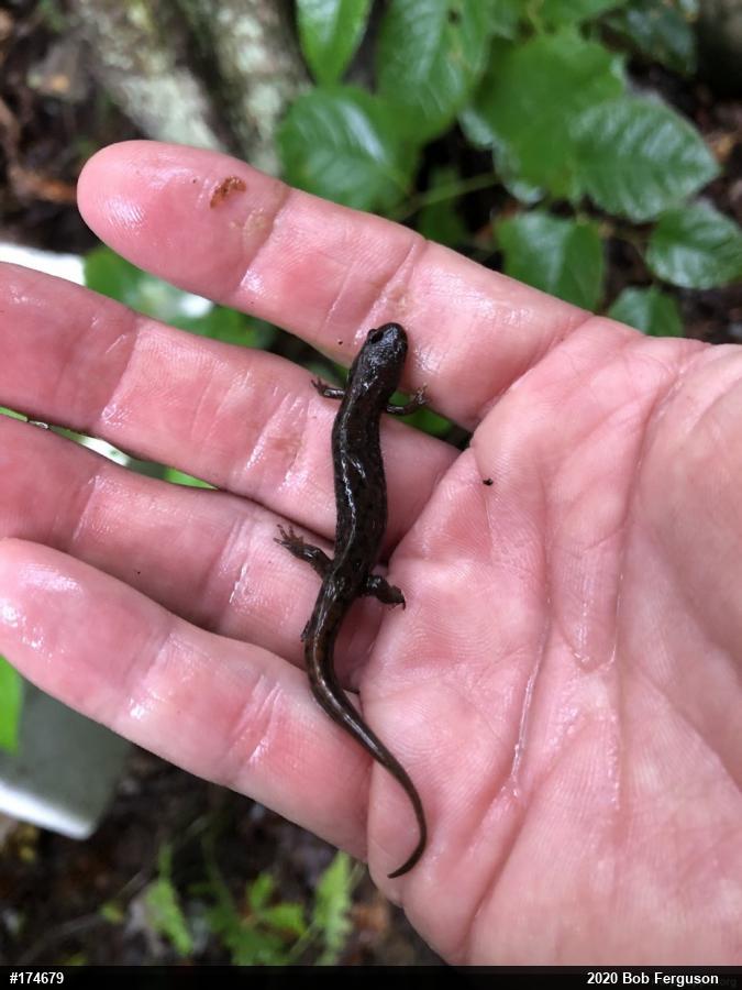 Northern Dusky Salamander
