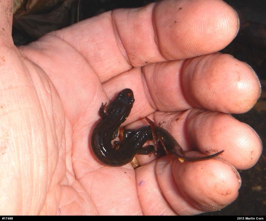 Northern Dusky Salamander