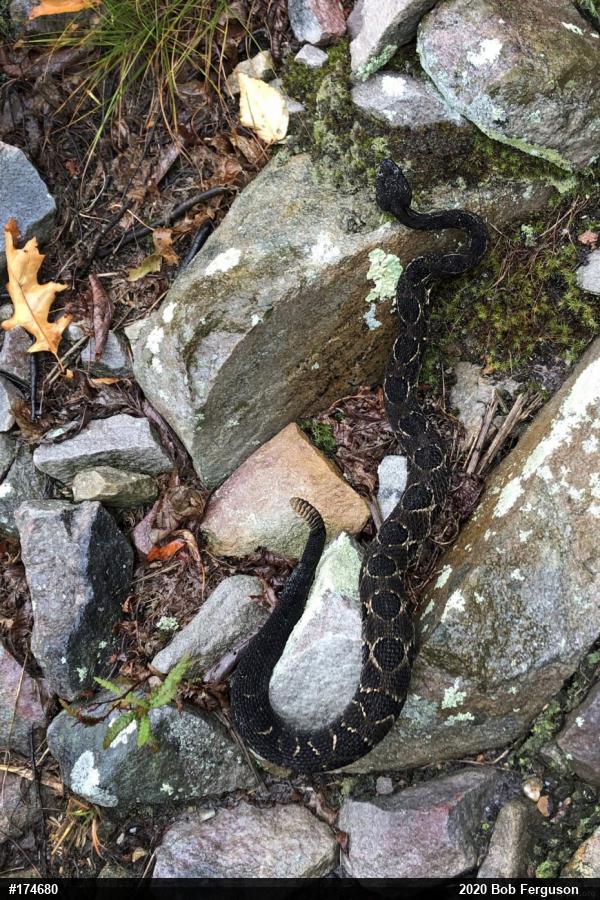 Timber Rattlesnake