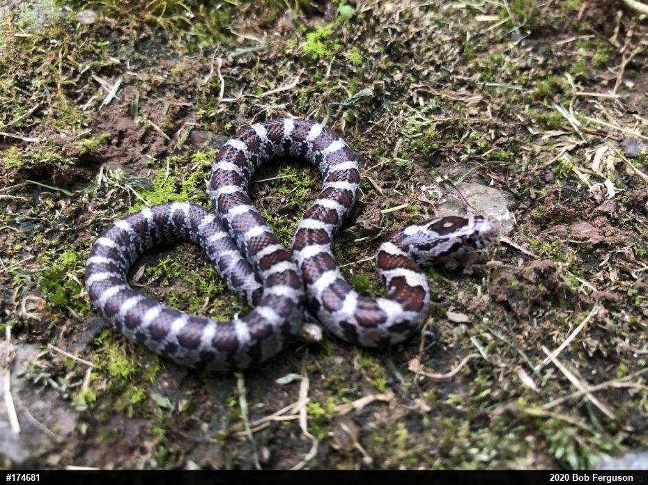 Eastern Milksnake