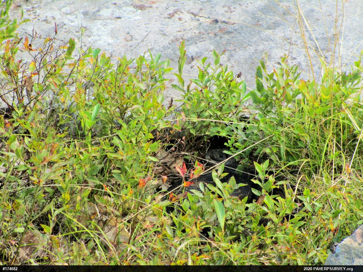 Timber Rattlesnake