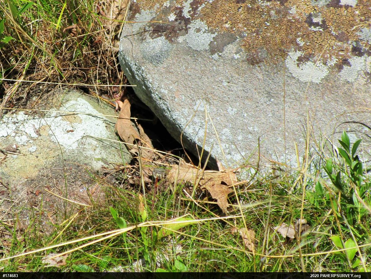 Timber Rattlesnake