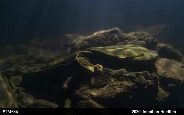 Eastern Hellbender