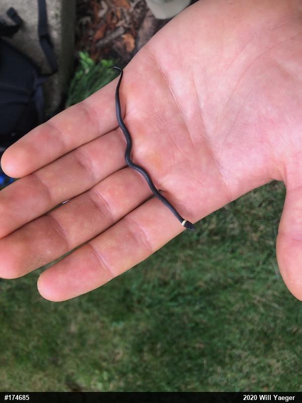 Northern Ring-necked Snake