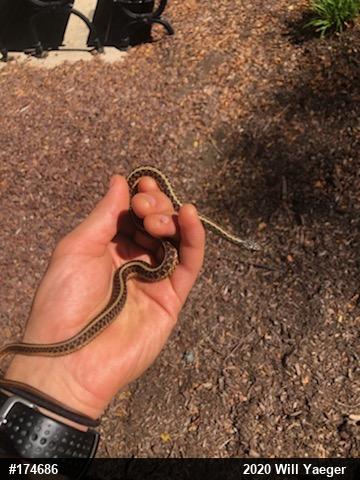 Eastern Gartersnake
