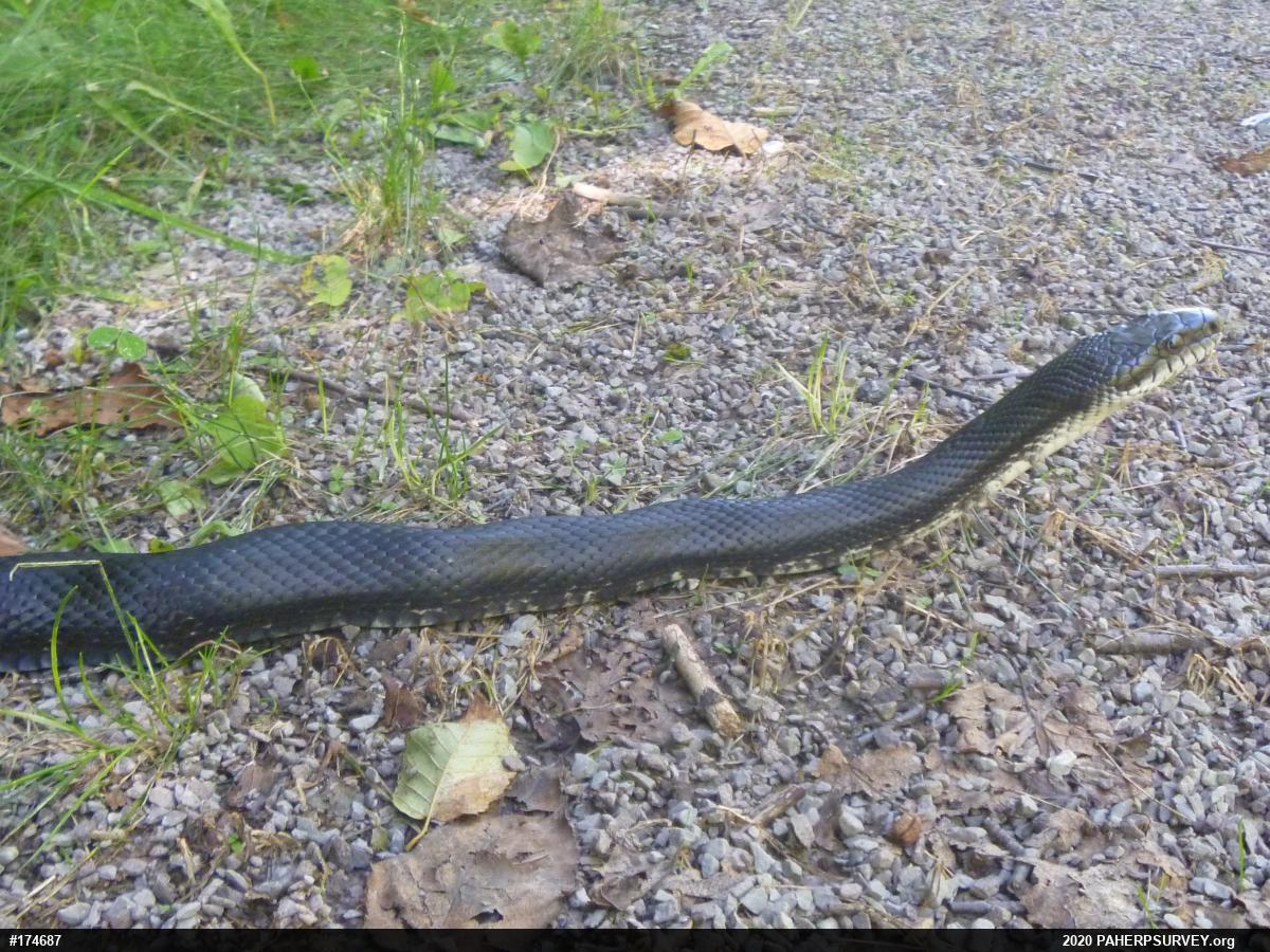 Eastern Ratsnake