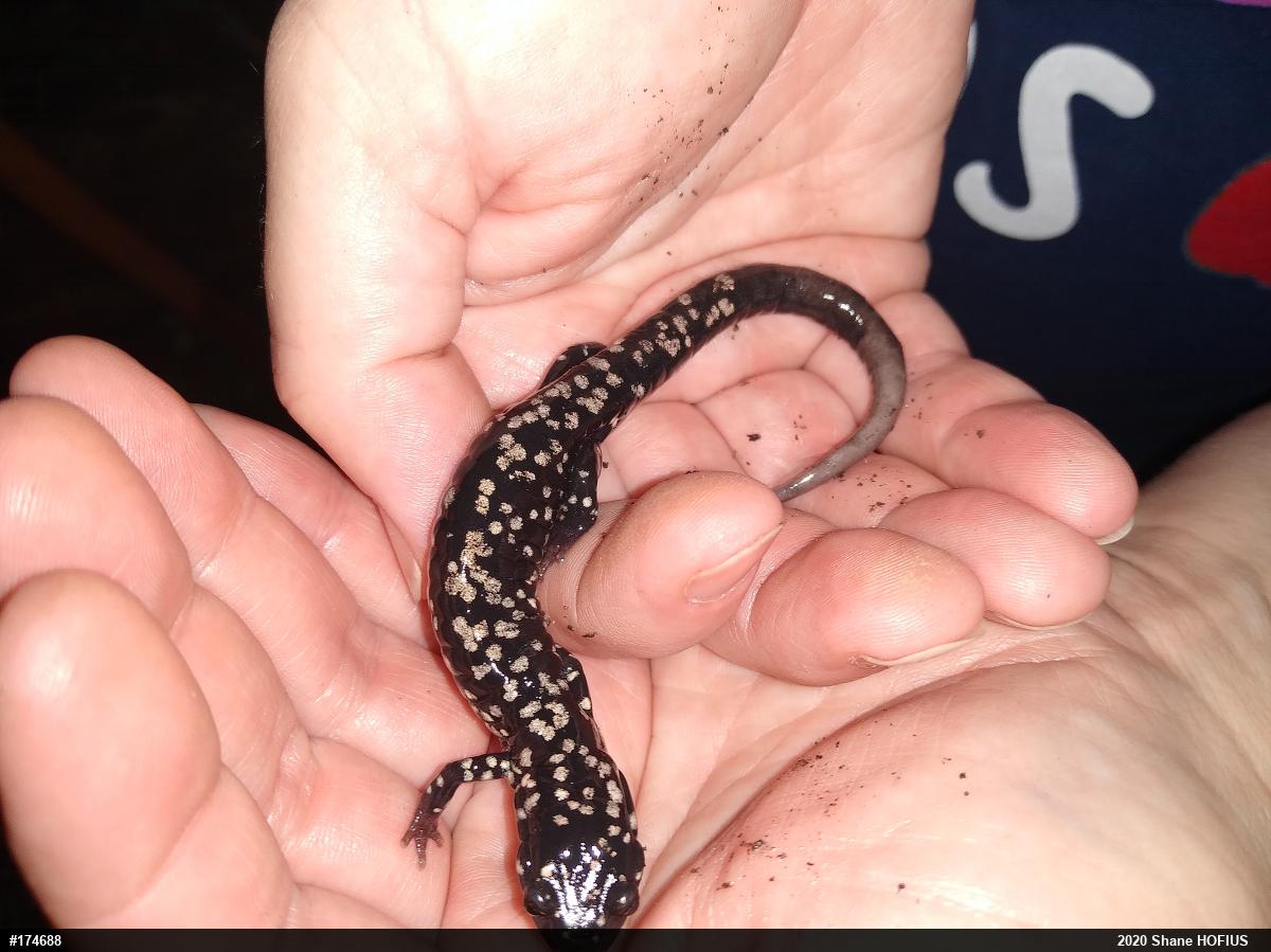 Northern Slimy Salamander