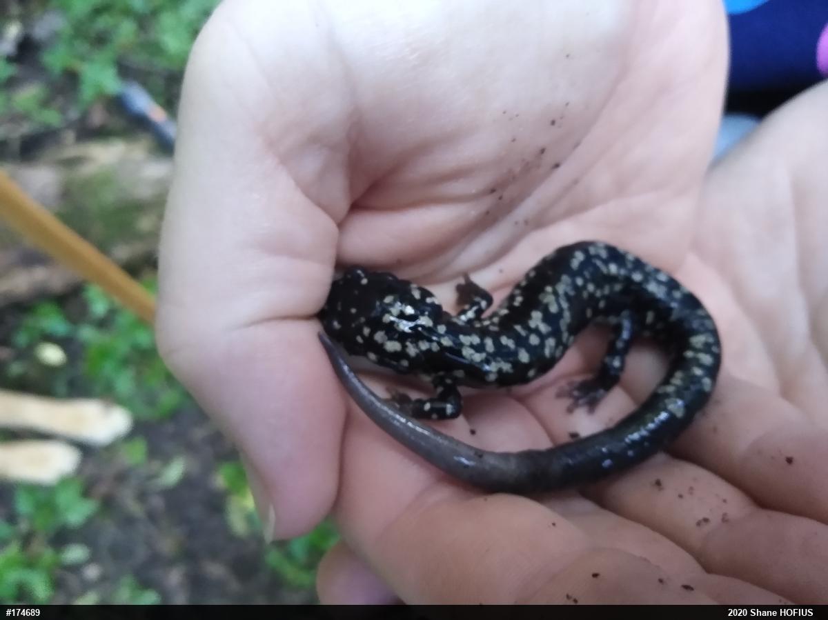 Northern Slimy Salamander