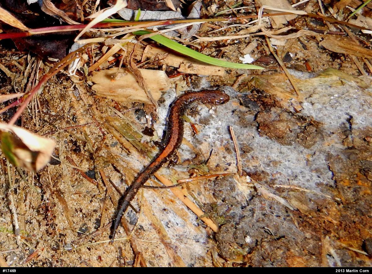 Eastern Red-backed  Salamander