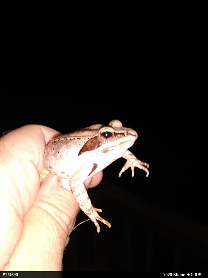 Wood Frog