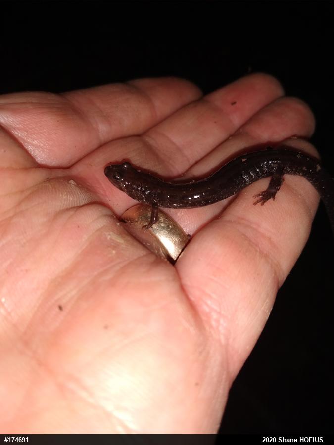Allegheny Mountain Dusky Salamander