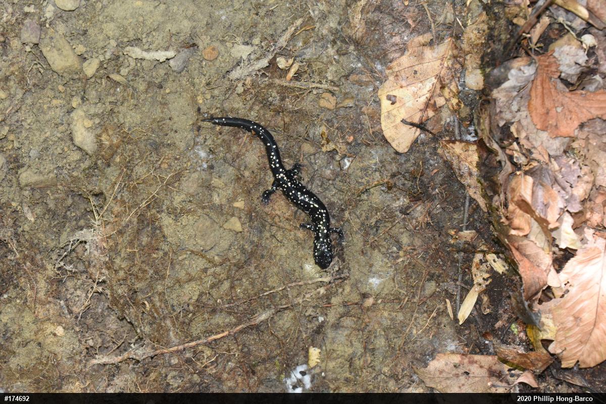 Northern Slimy Salamander