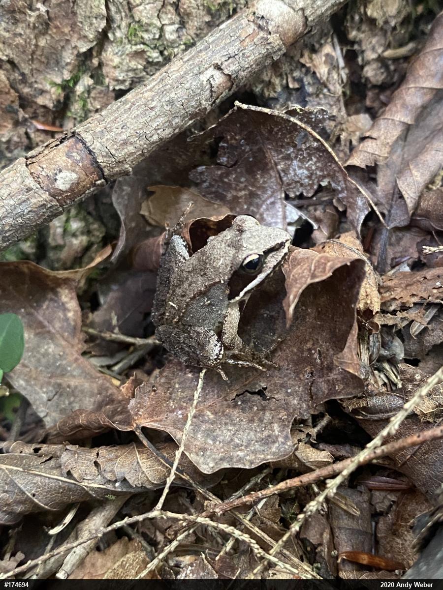 Wood Frog