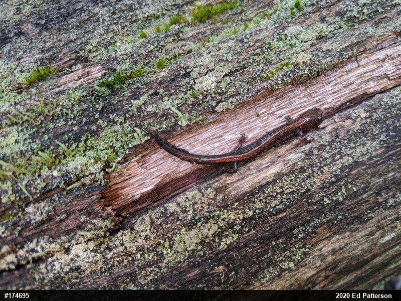 Eastern Red-backed  Salamander