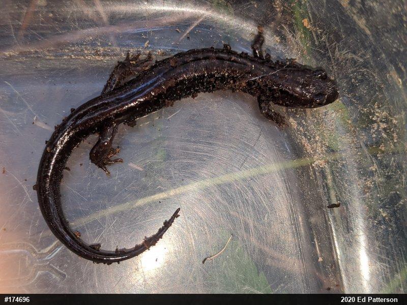 Allegheny Mountain Dusky Salamander