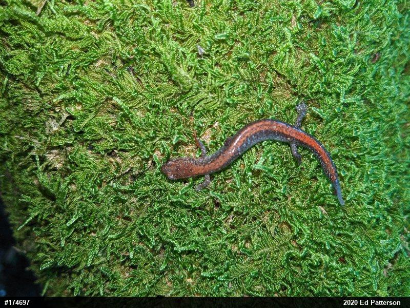 Eastern Red-backed  Salamander