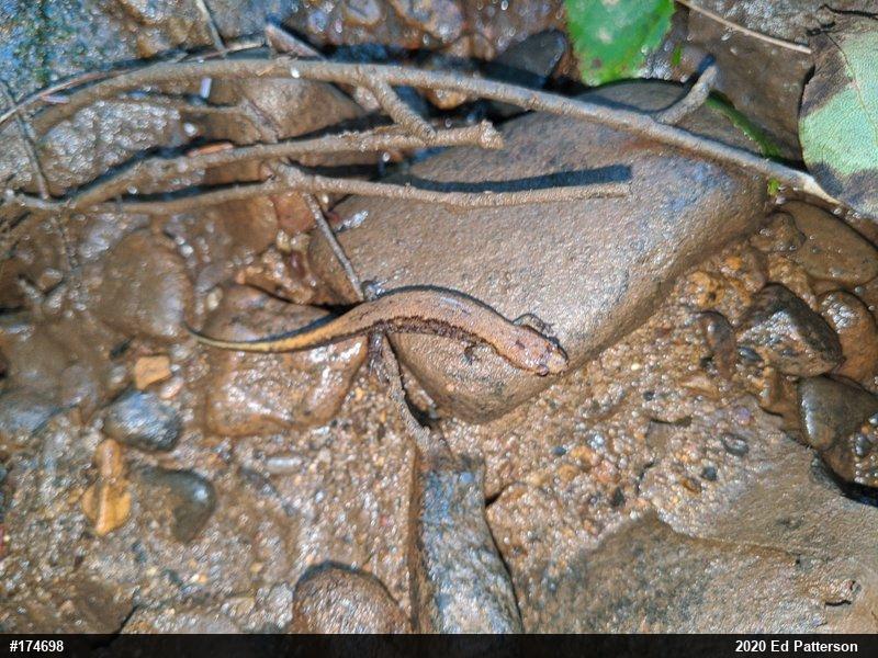 Allegheny Mountain Dusky Salamander