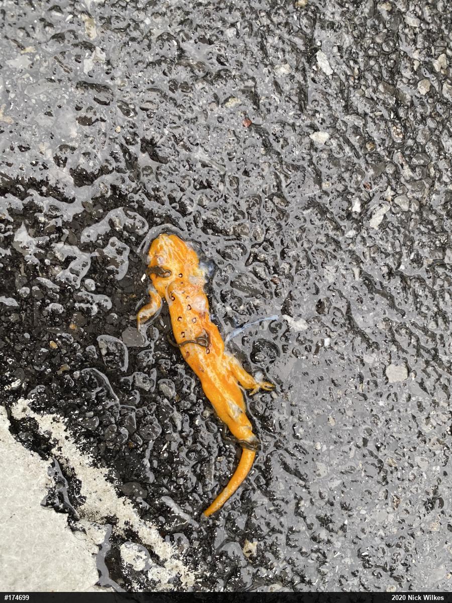 Red-spotted Newt