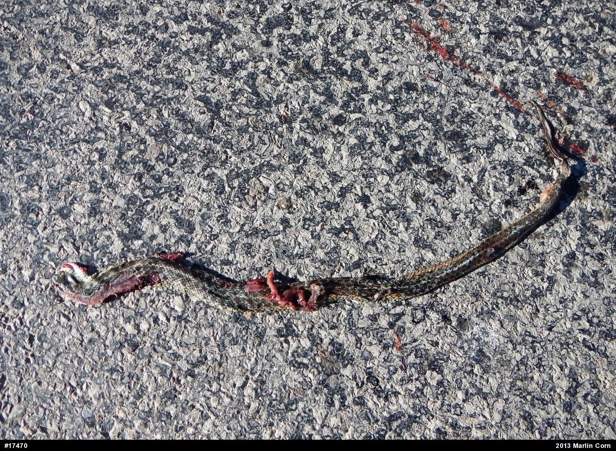 Eastern Gartersnake