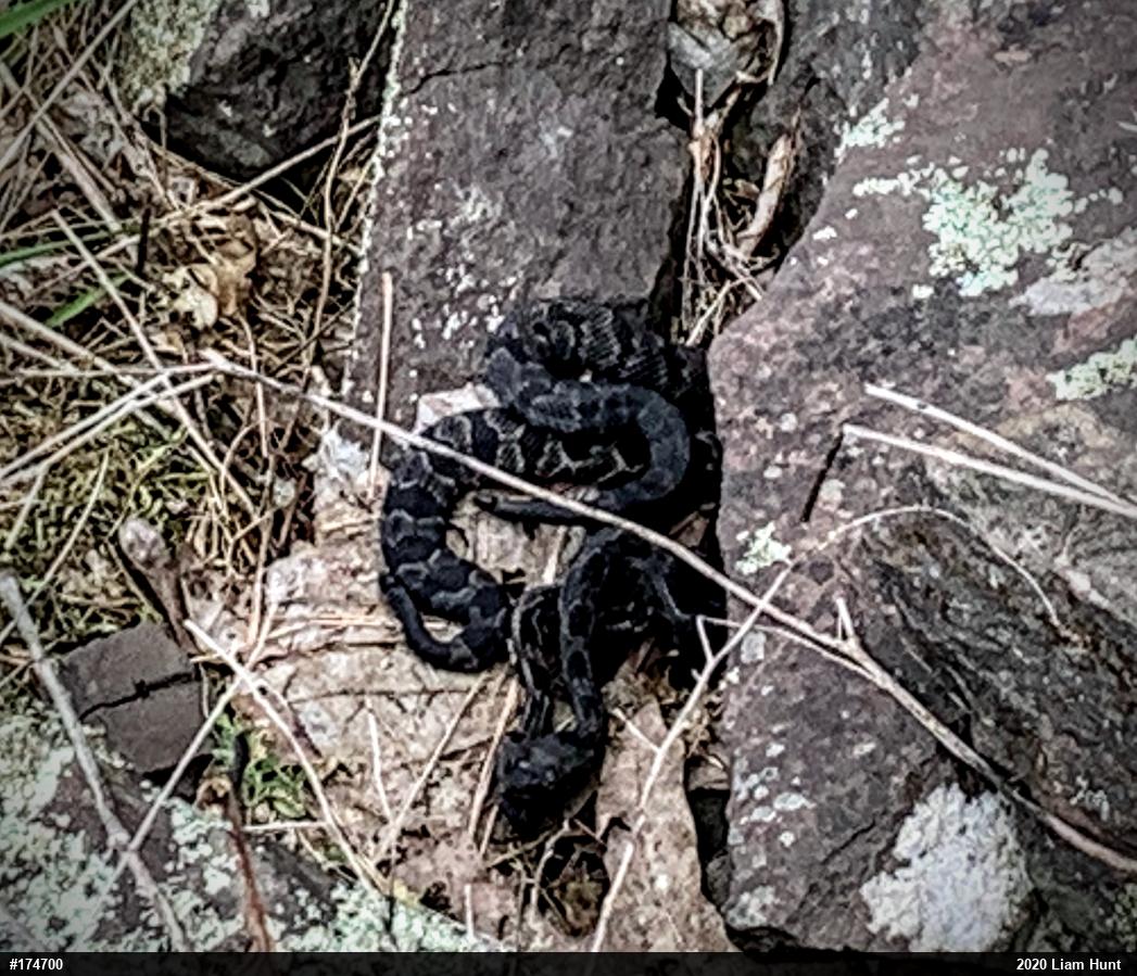 Timber Rattlesnake