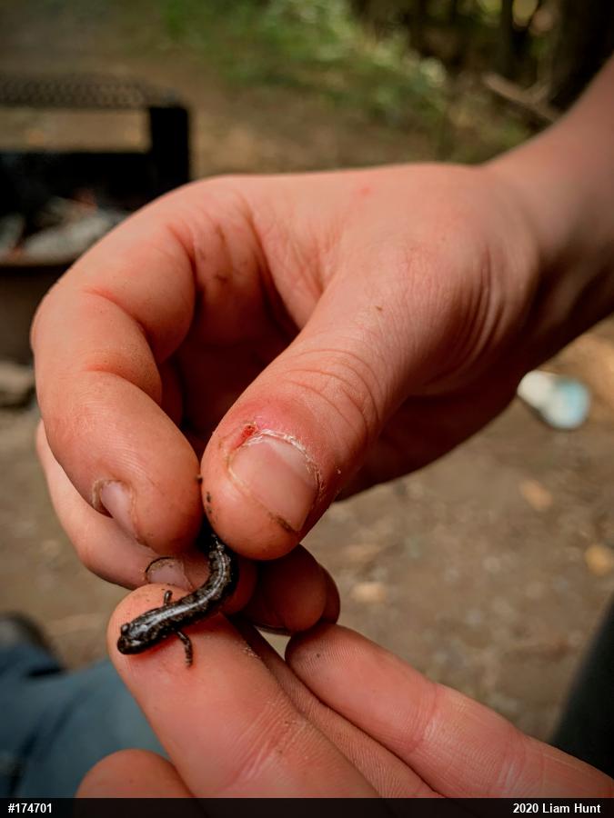 Dusky Salamanders
