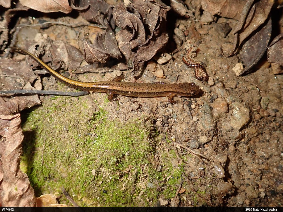 Northern Two-lined Salamander