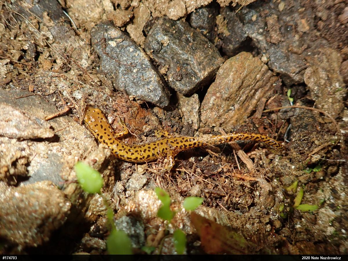 Eastern Long-tailed Salamander