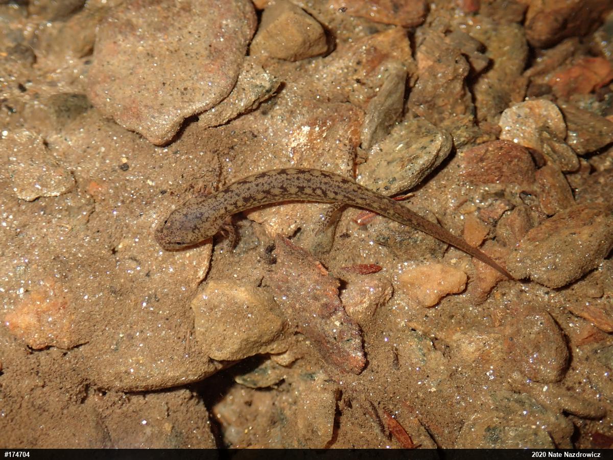 Northern Two-lined Salamander