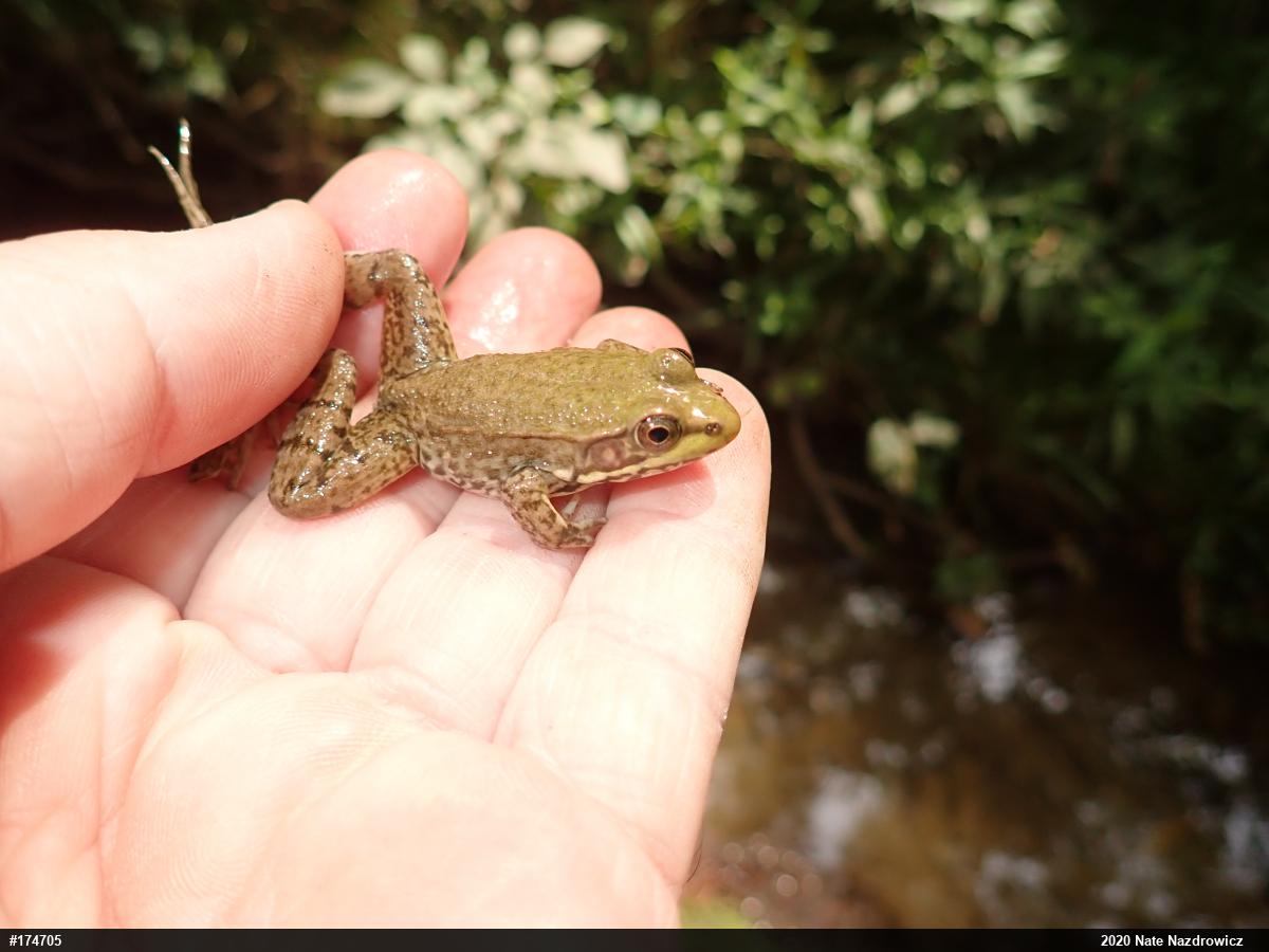 Green Frog
