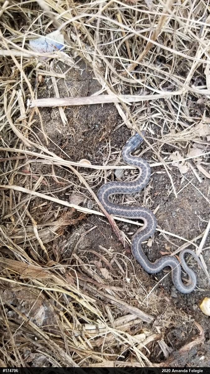 Eastern Gartersnake