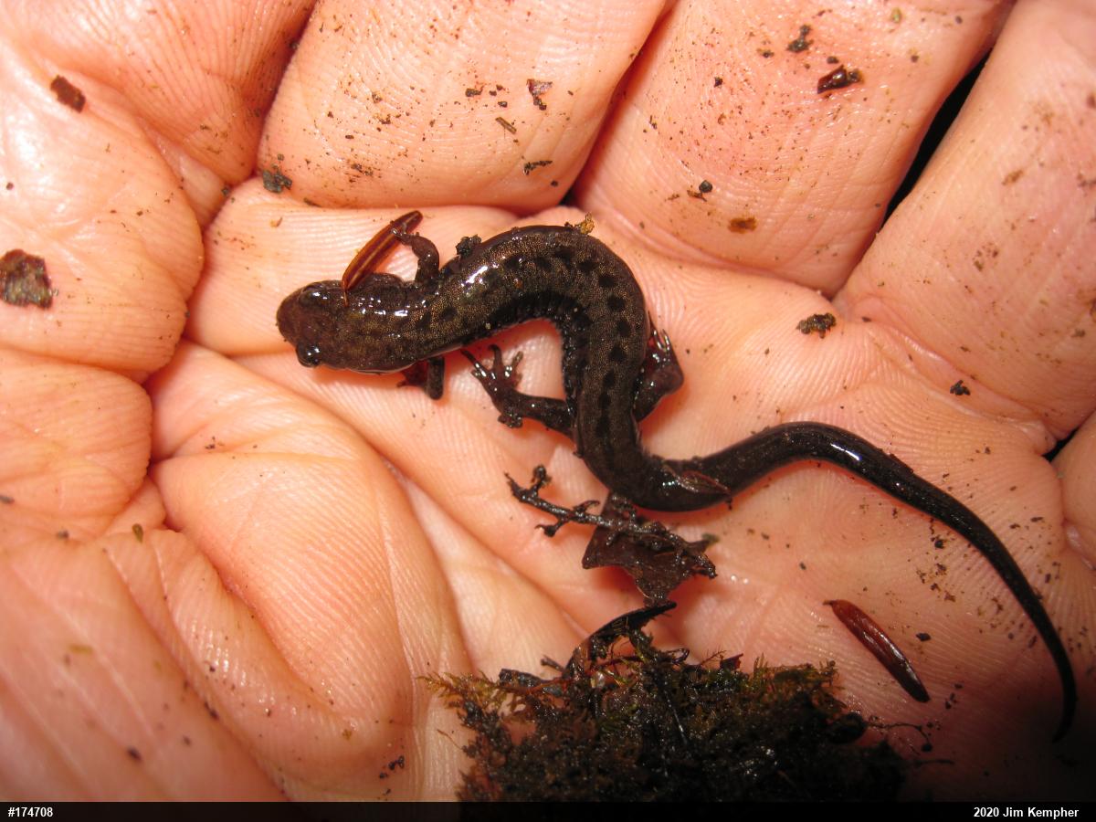 Allegheny Mountain Dusky Salamander
