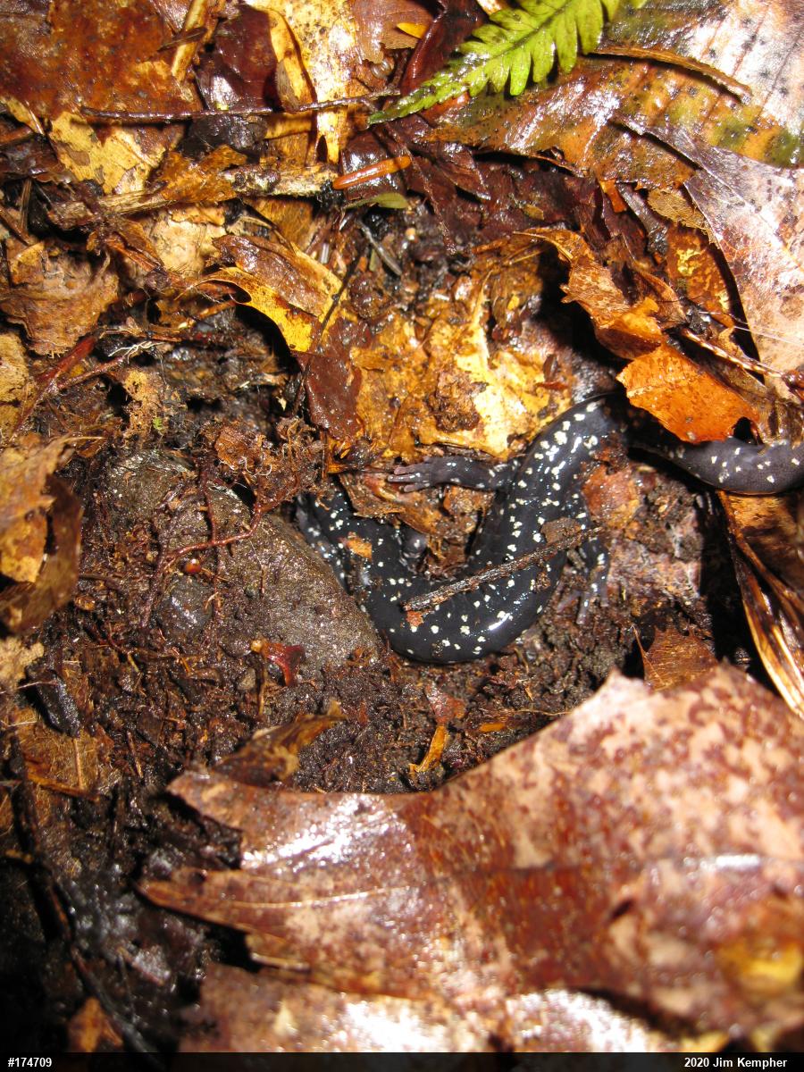 Northern Slimy Salamander