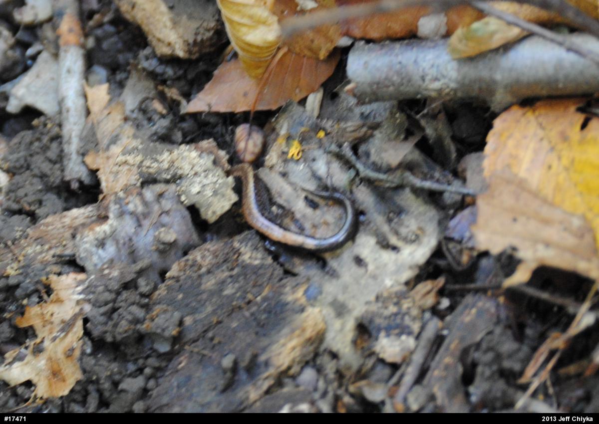Eastern Red-backed  Salamander