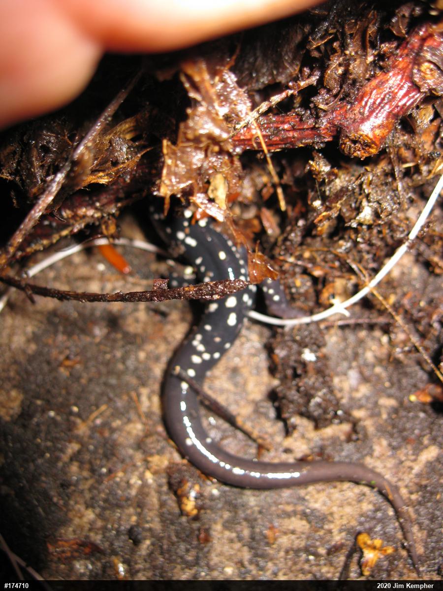 Northern Slimy Salamander