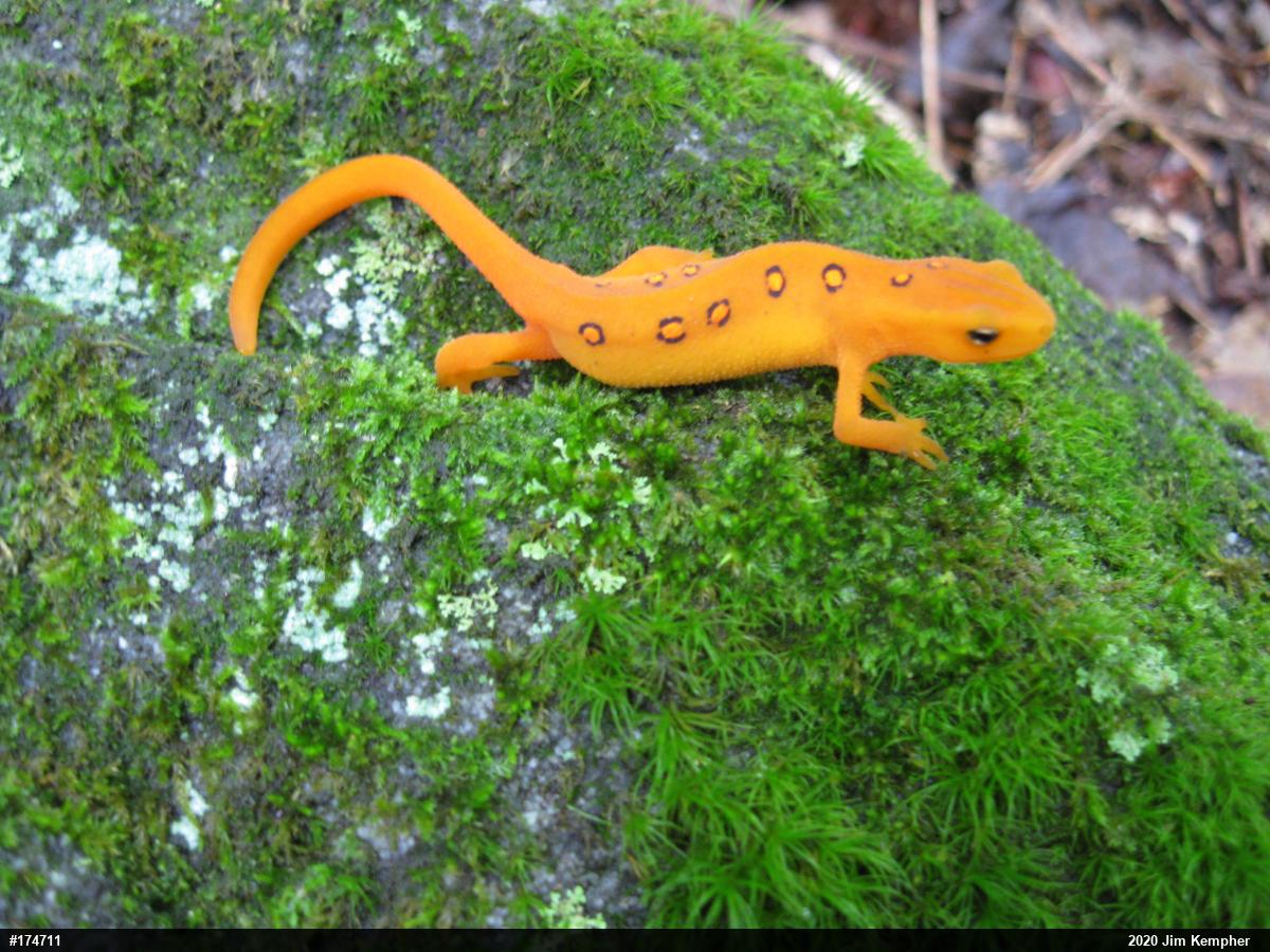 Red-spotted Newt