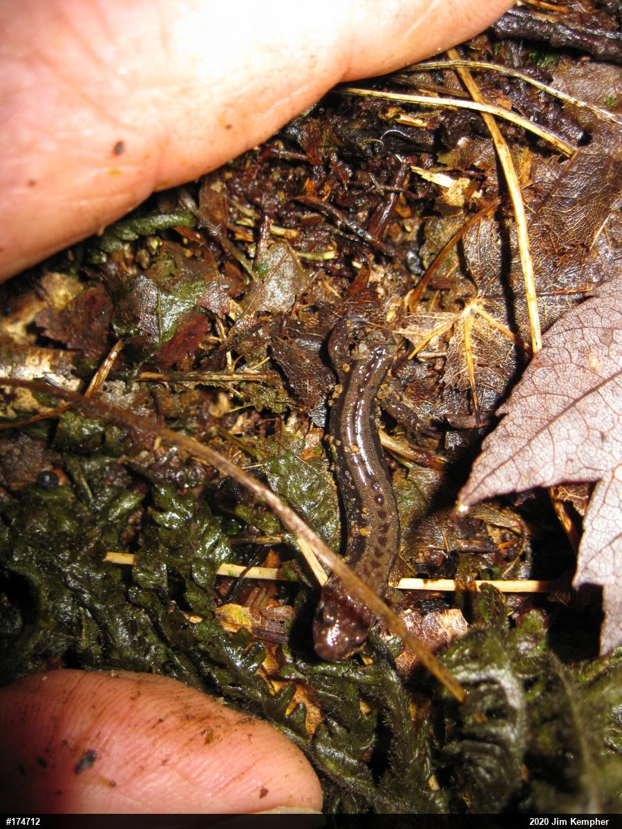 Allegheny Mountain Dusky Salamander