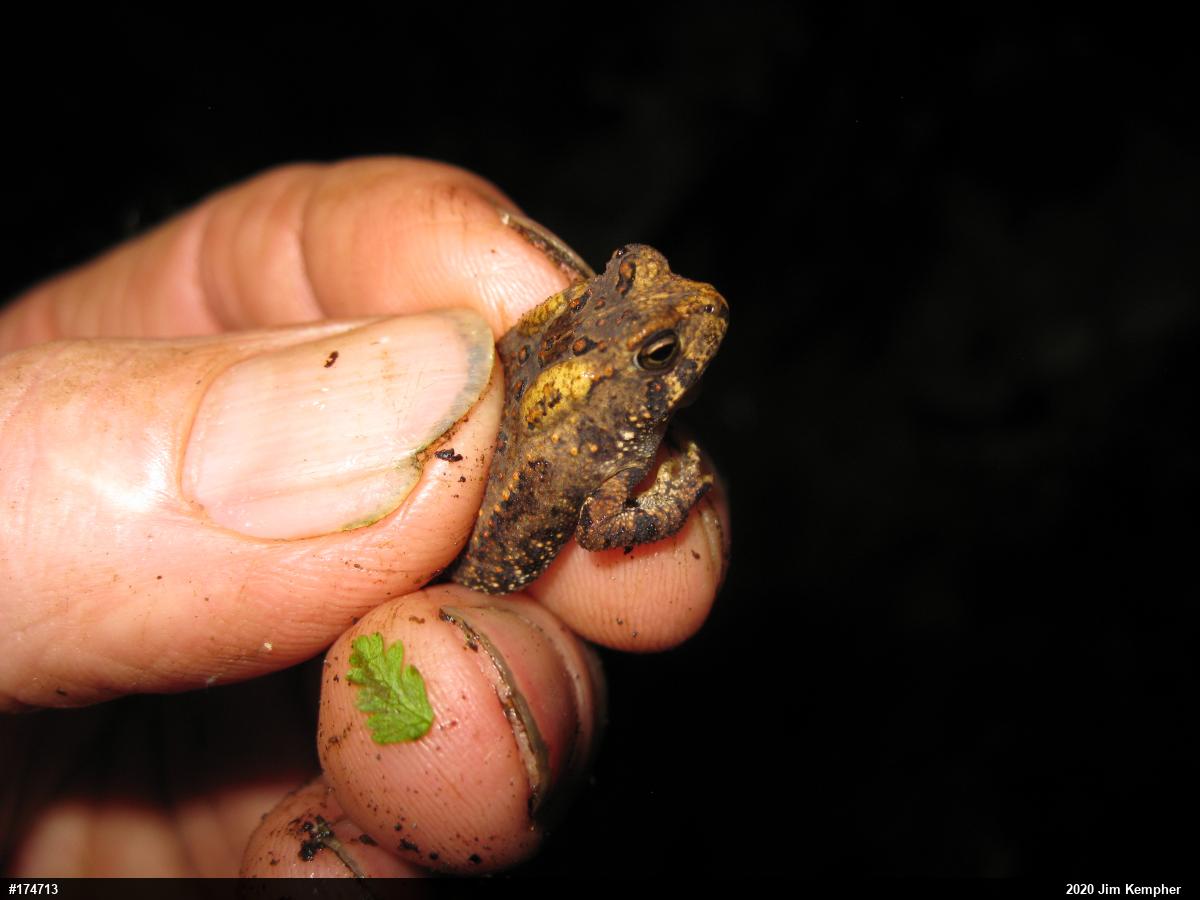Eastern American Toad