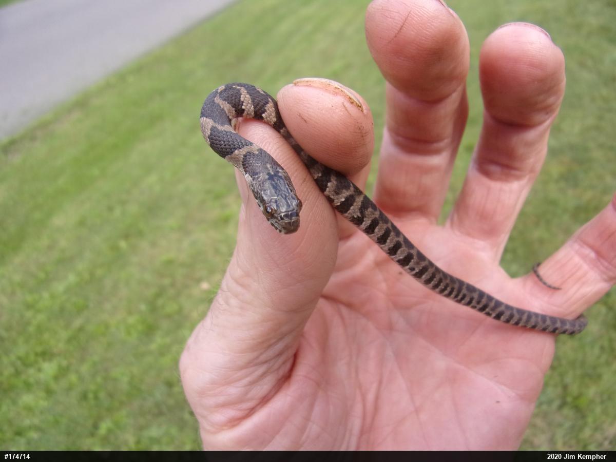 Northern Watersnake