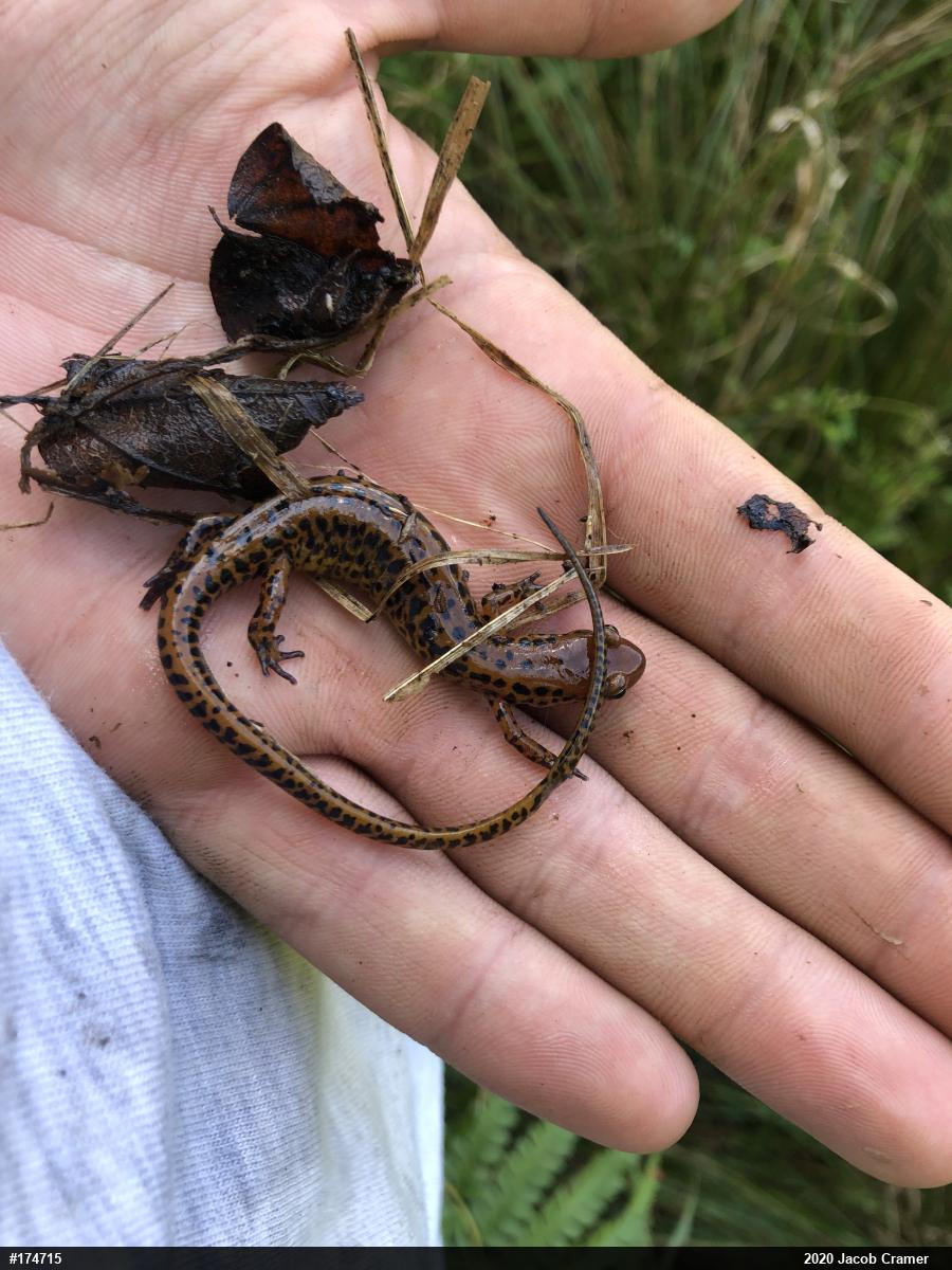 Eastern Long-tailed Salamander