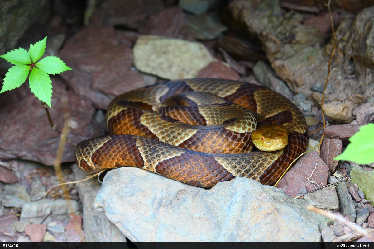 Northern Copperhead