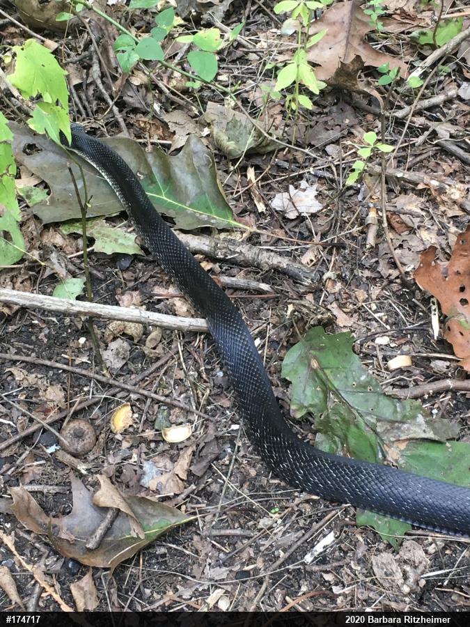 Eastern Ratsnake