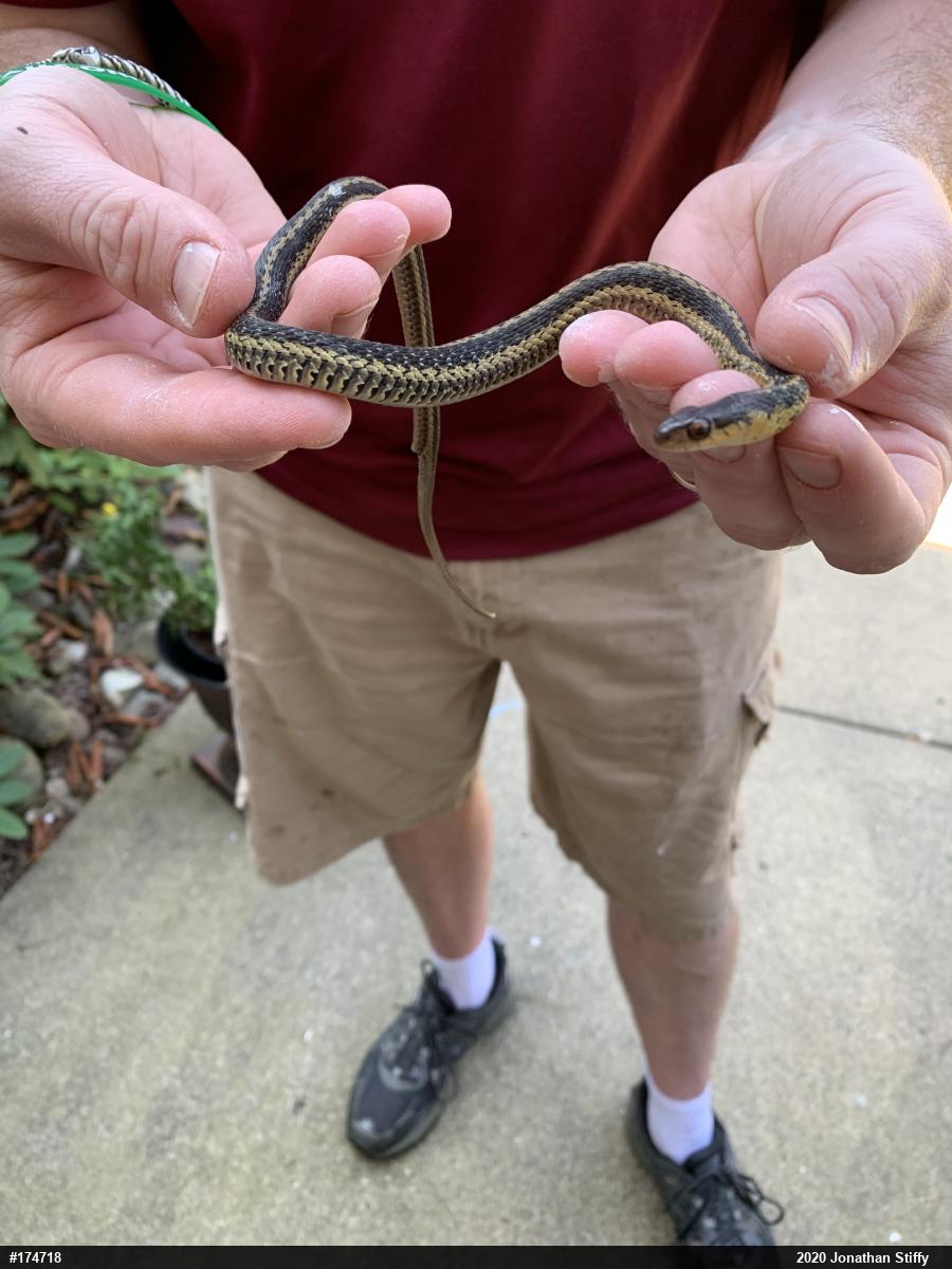 Eastern Gartersnake