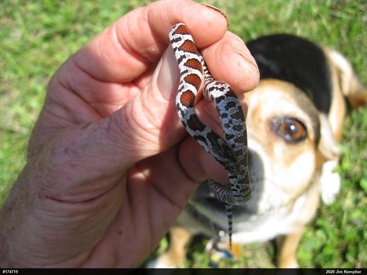 Eastern Milksnake