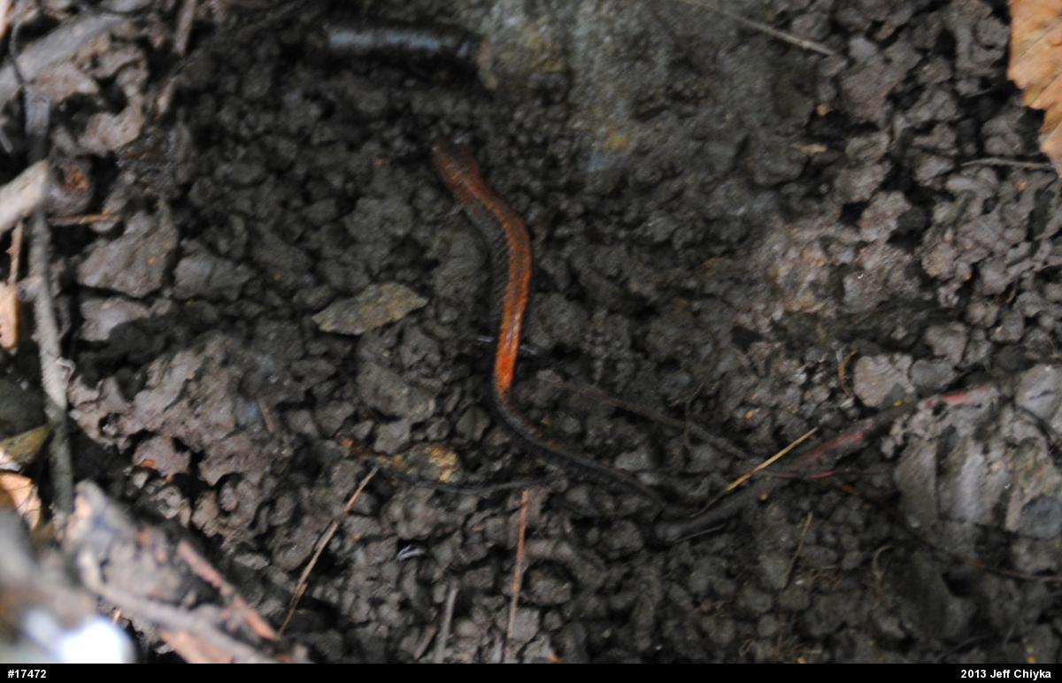 Eastern Red-backed  Salamander