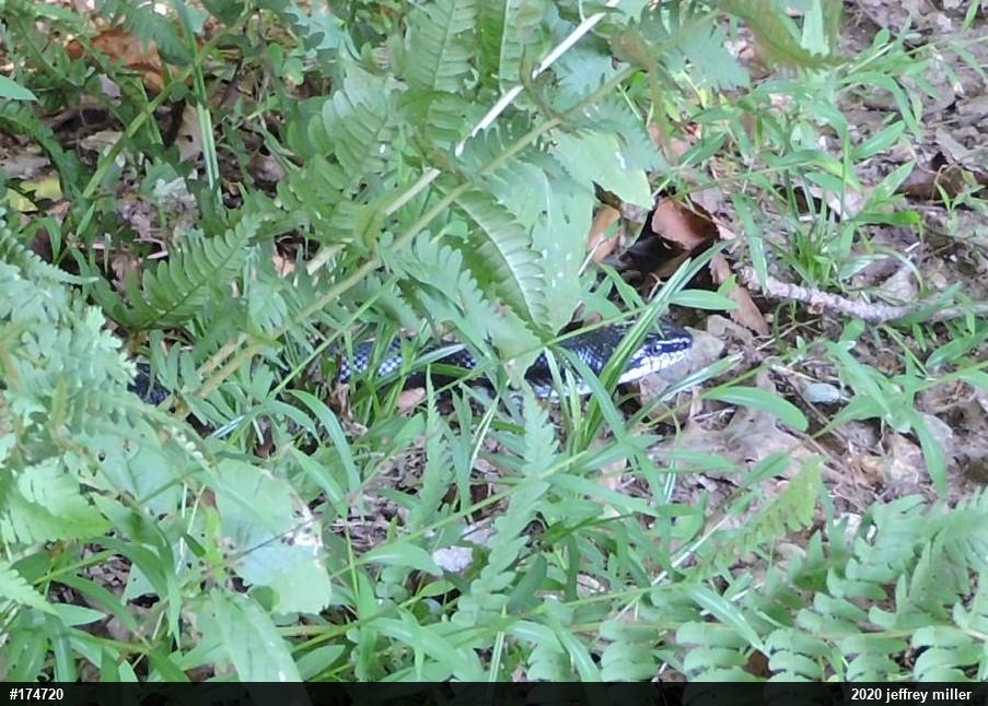 Eastern Ratsnake