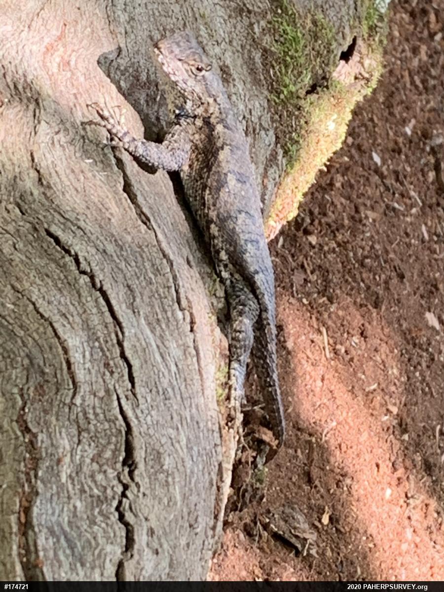 Eastern Fence Lizard