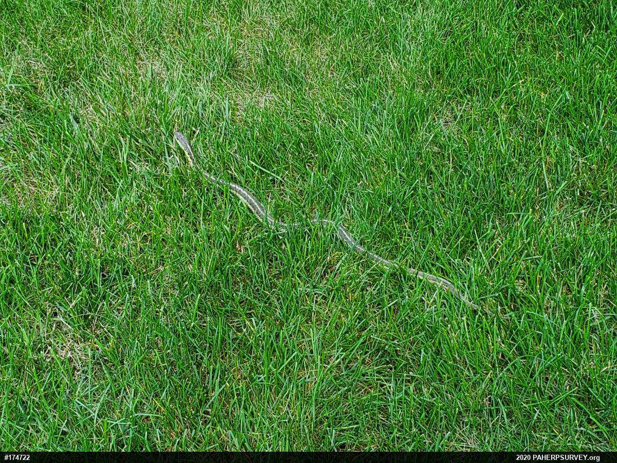 Eastern Gartersnake